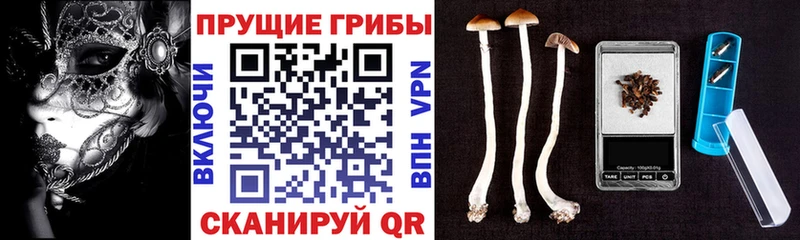Псилоцибиновые грибы Cubensis  mega ONION  Чусовой 